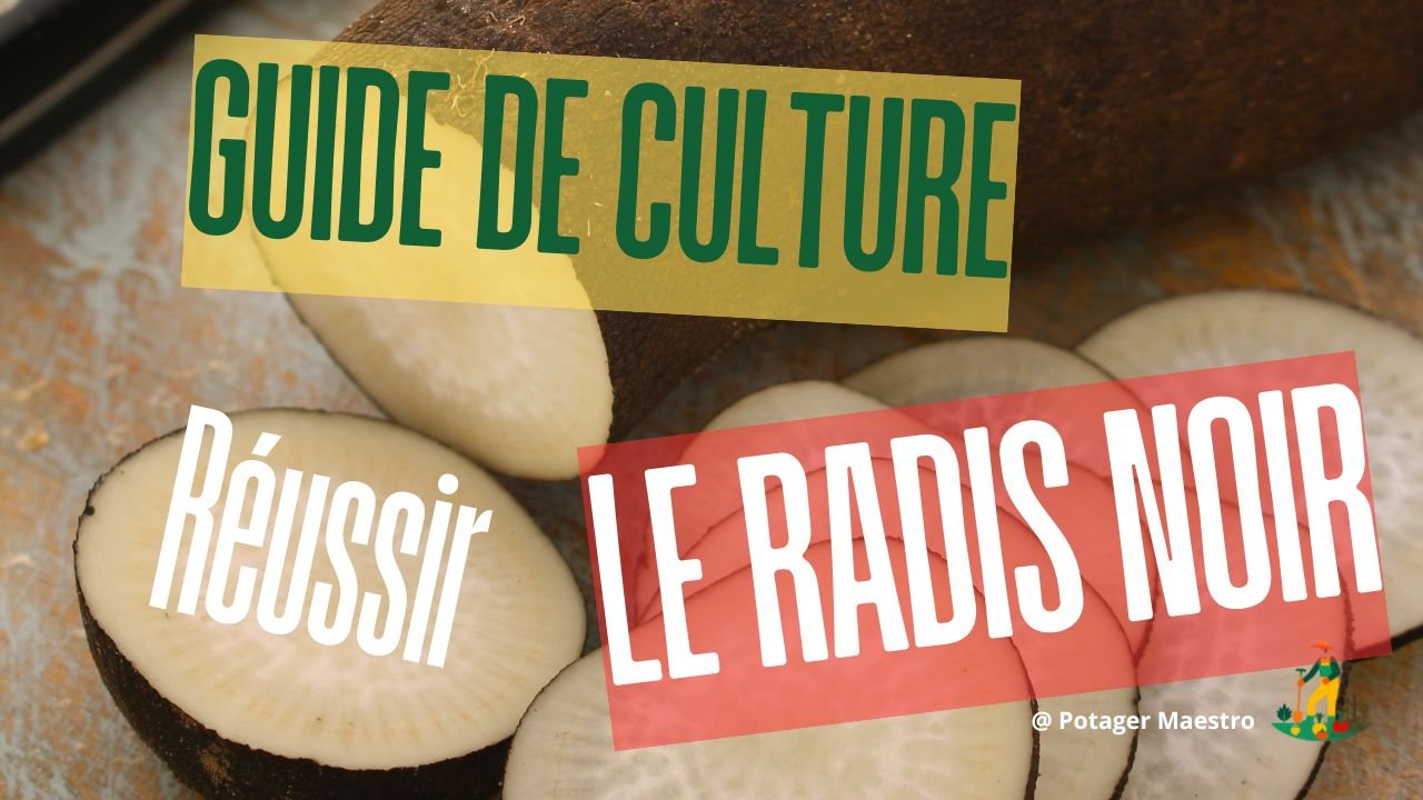 Guide culture radis noir légume hiver plantation semis récolte potager bio