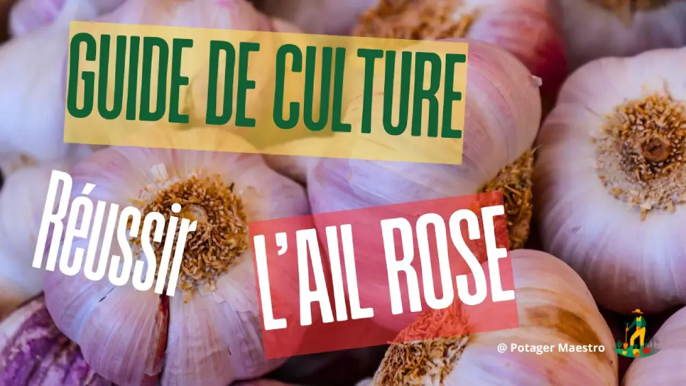 Guide culture ail rose - réussir plantation bulbes d'ail rose au potager - conseils jardinage