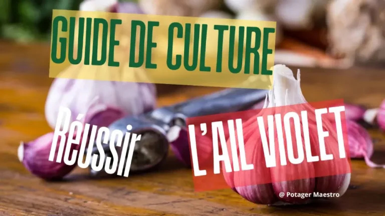 Guide culture ail violet plantation récolte conseils jardinage réussir