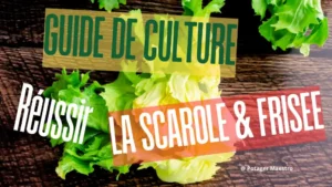 Guide culture chicorée scarole frisée réussir semis plantation jardin potager salade automne hiver