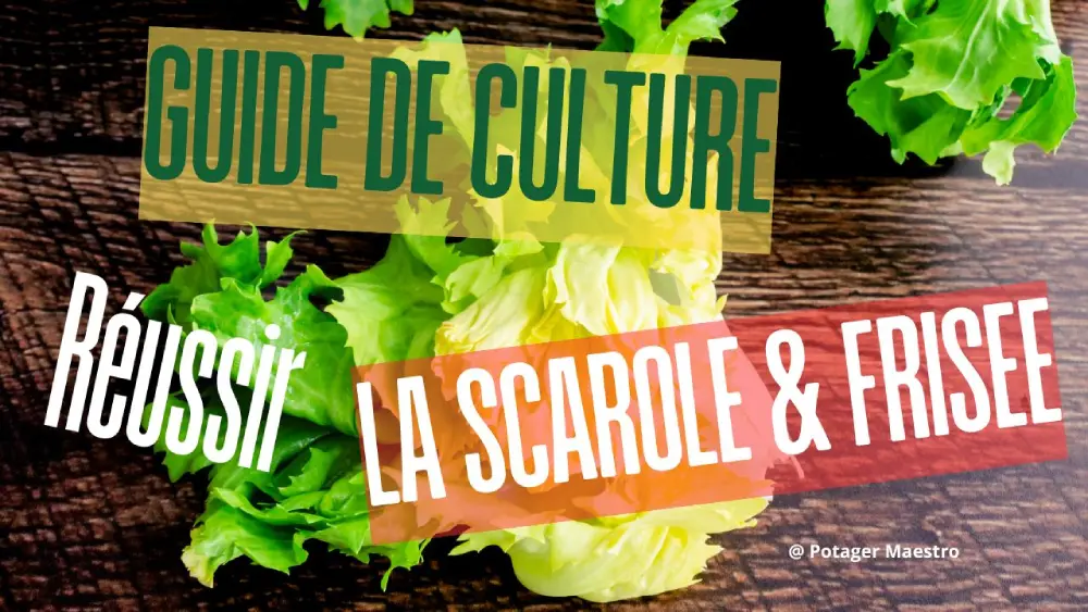 Guide culture chicorée scarole frisée réussir semis plantation jardin potager salade automne hiver