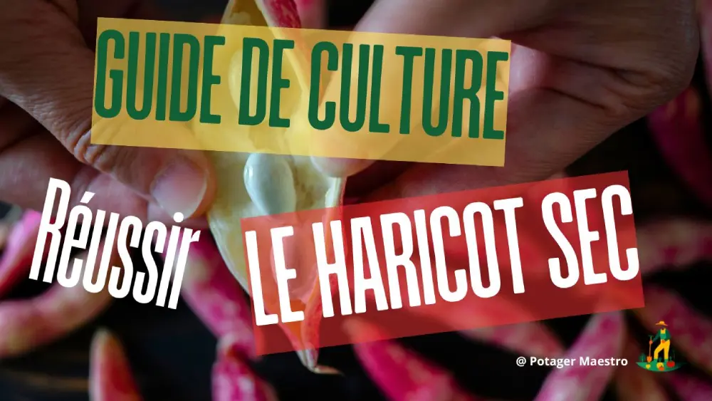 Guide de culture pour réussir les haricots secs - conseils jardinage et plantation de légumineuses