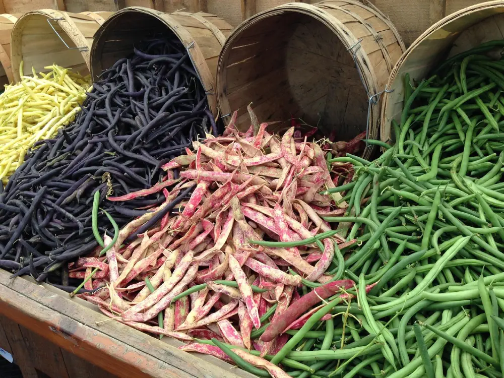 Paniers de haricots verts frais colorés au marché - variétés violettes, vertes et jaunes à écosser
