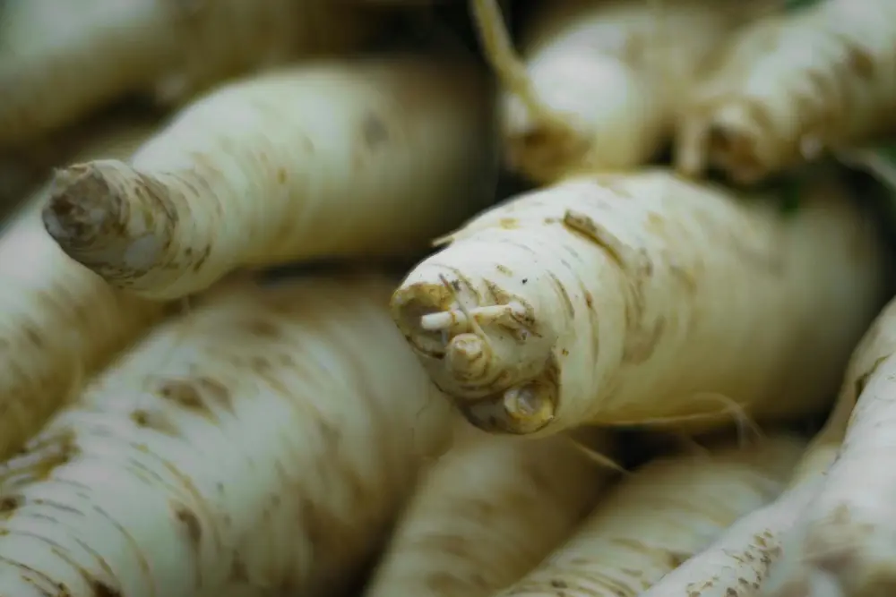 Panais frais légume racine blanc crème récolte potager légumes bio naturels sains nutrition