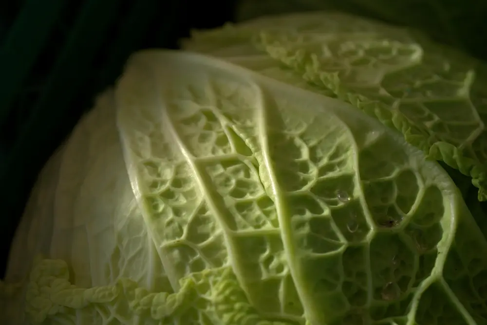 Chou de Milan entier aux feuilles frisées caractéristiques - Légume potager