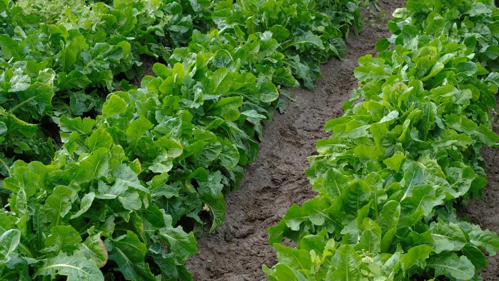 Rangées plants chicorée scarole culture potager jardin légumes verts plantation semis récolte