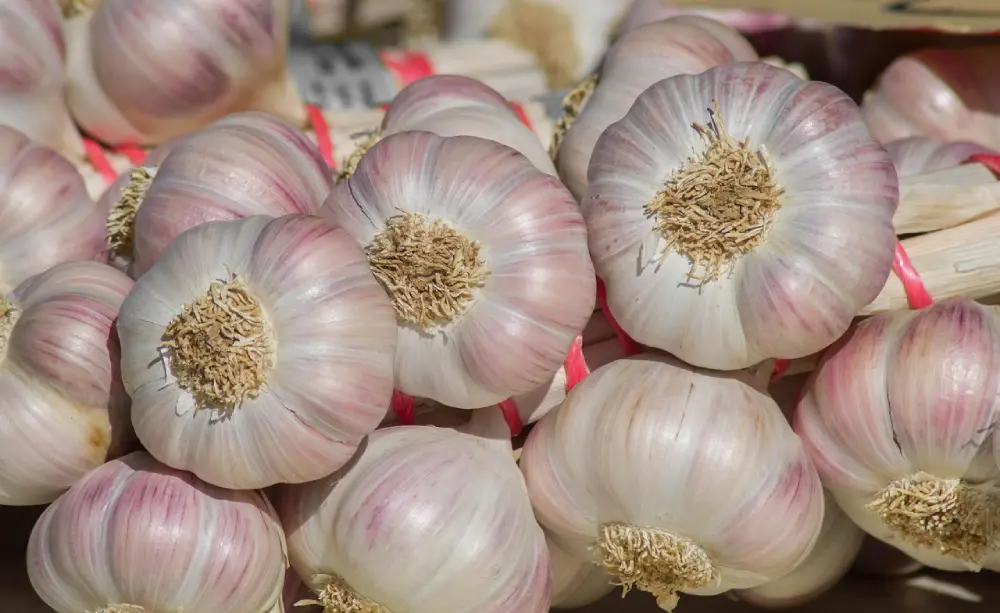 Ail rose frais du marché avec rubans rouges - bulbes qualité culture française - vente locale
