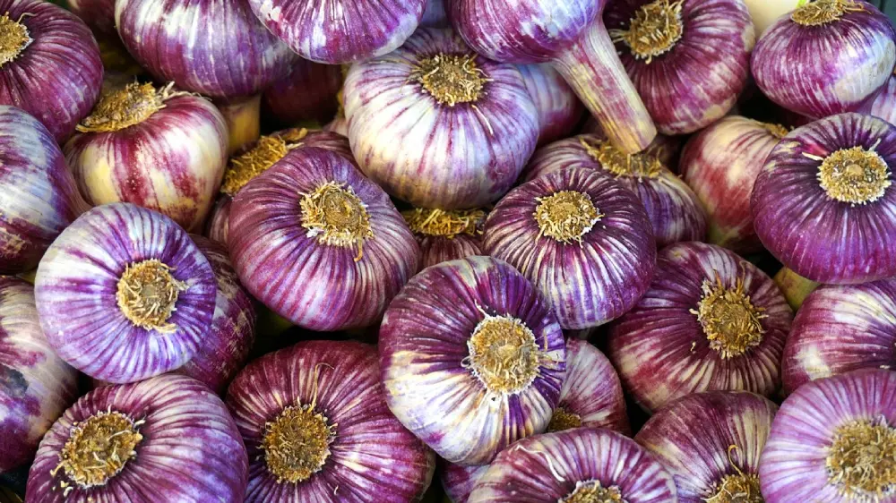 Ail violet frais bulbes striés pourpres récolte potager Cadours AOC