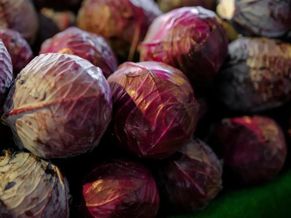 Choux rouges entiers marché légumes frais violets pommes fermes