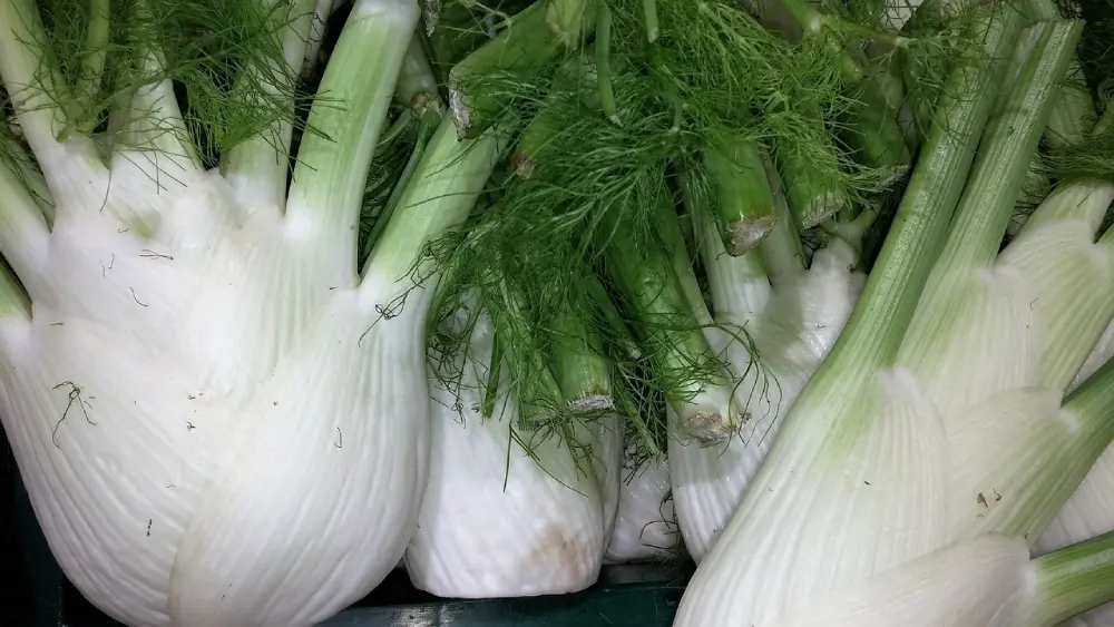 Fenouils récoltés bulbes blancs frais - légumes potager bio récolte automne
