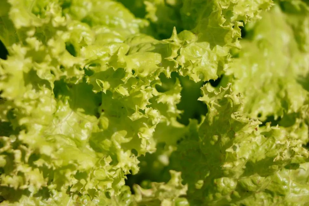 Gros plan feuilles chicorée frisée découpées texture salade culture jardin potager automne