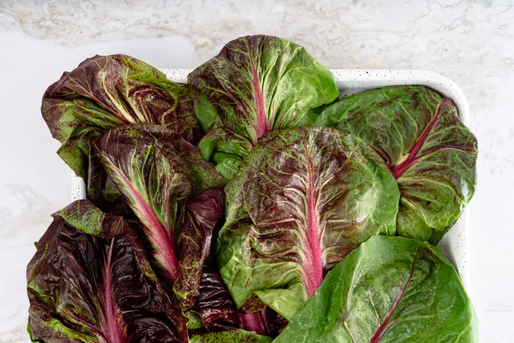 Chicorée rouge récolte salade colorée variété Trévise culture jardin potager automne