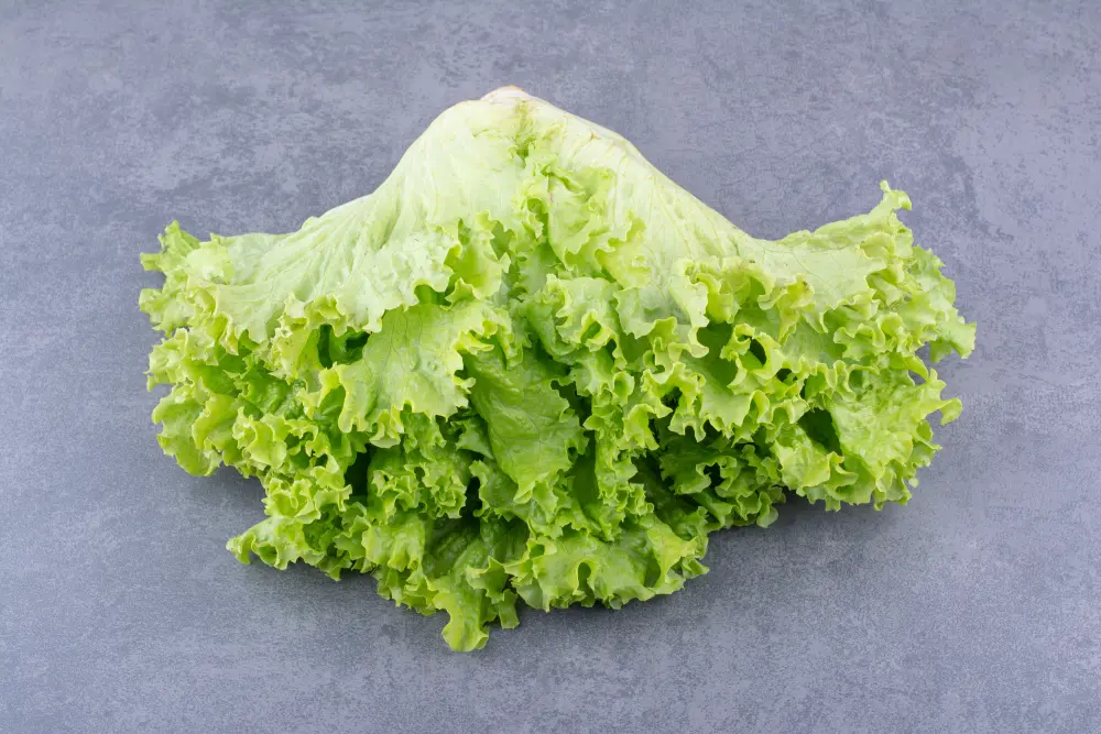 Frisée chicorée feuilles découpées dentelées sur fond gris, légume vert amer typique salade automne hiver