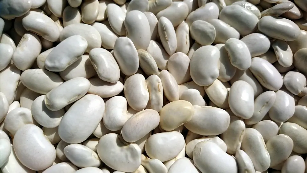 Haricots blancs secs crus type lingot ou soissons - graines de légumineuses pour semis potager