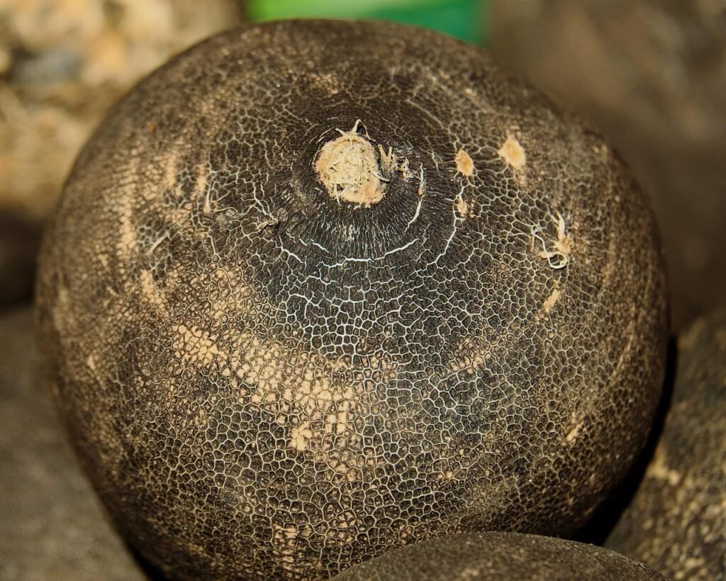 Peau radis noir rugueuse texture caractéristique légume racine hiver variété niger