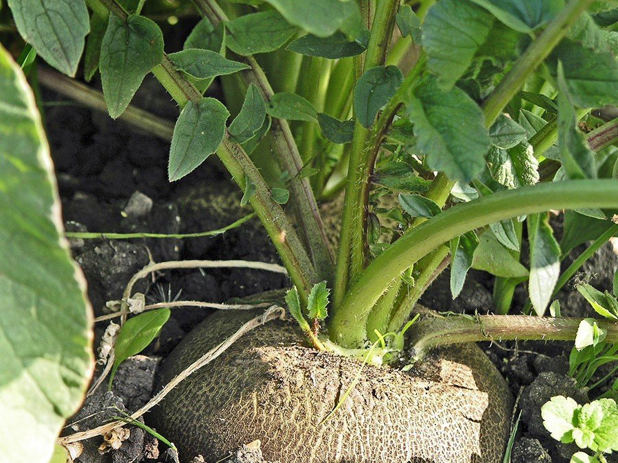 Radis noir mature potager sol culture légume racine noire rugueuse récolte automne feuillage vert