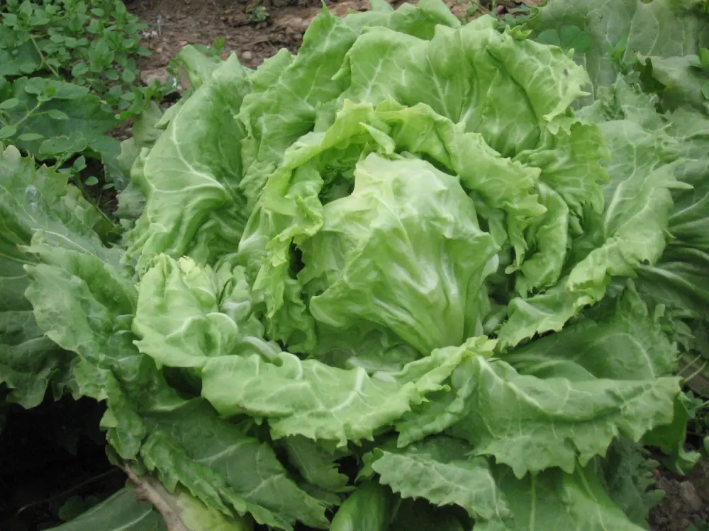 Scarole chicorée cultivée potager feuilles larges lisses vertes, légume culture maraîchage jardin bio