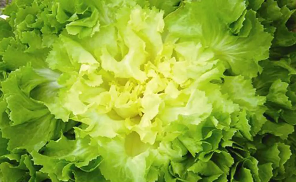 Cœur scarole blanchie jaune pâle centre tendre, technique blanchiment légume potager automne