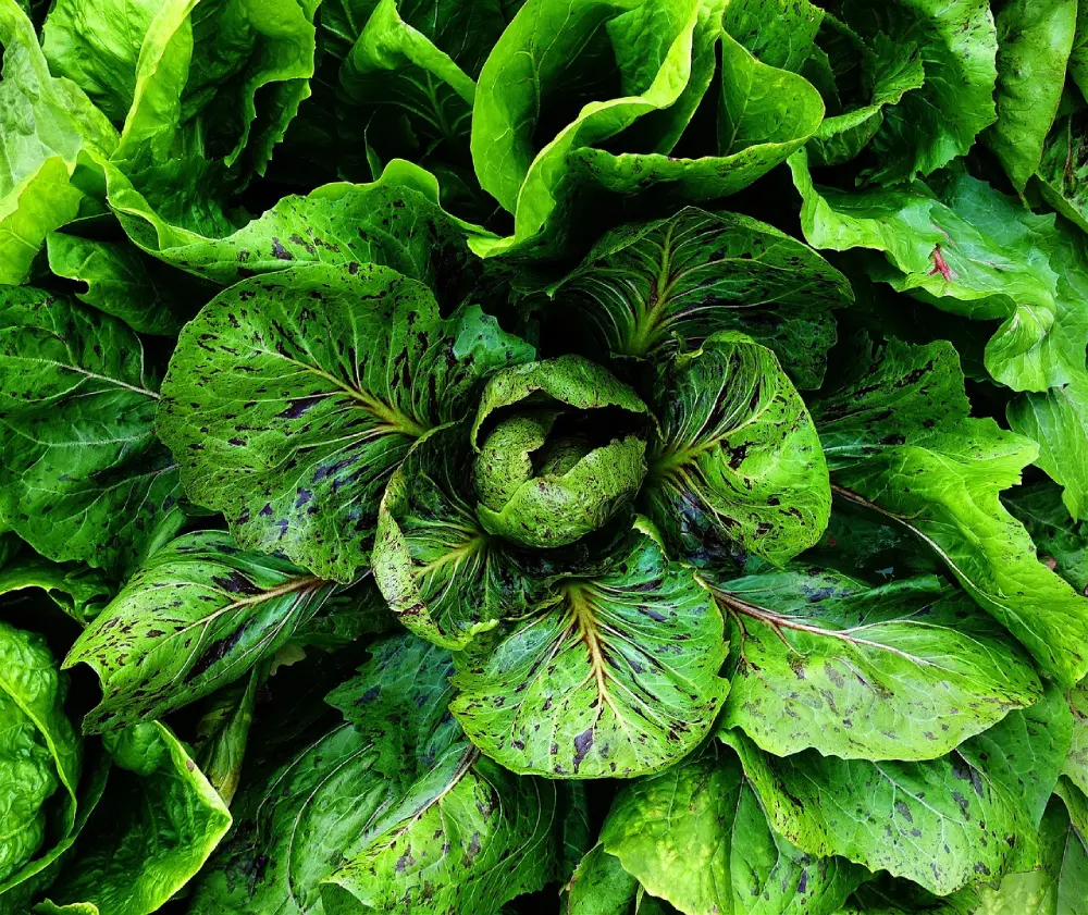 Chicorée scarole rosette vue dessus feuilles vertes pomme formée jardin potager culture salade
