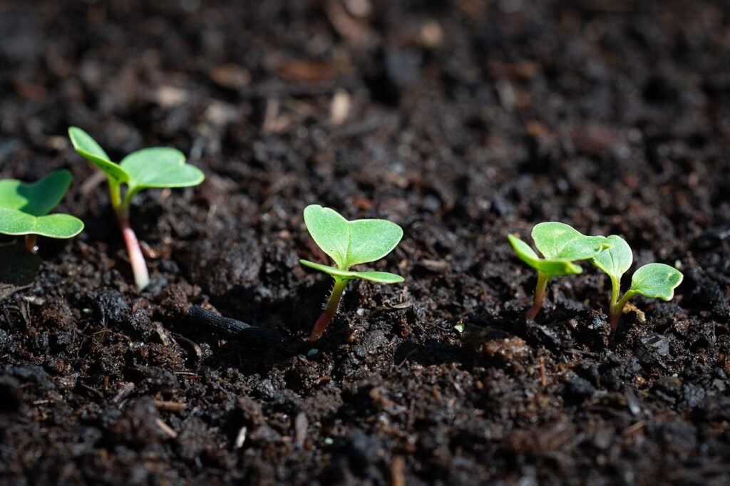 Semis radis noir germination jeunes plants cotylédons levée culture potager plantation été