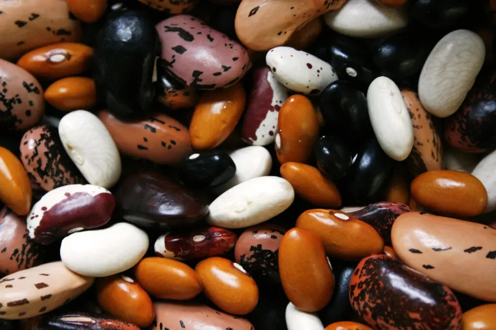 Variétés de haricots secs colorés - grains noirs, blancs, rouges et tachetés pour culture potagère