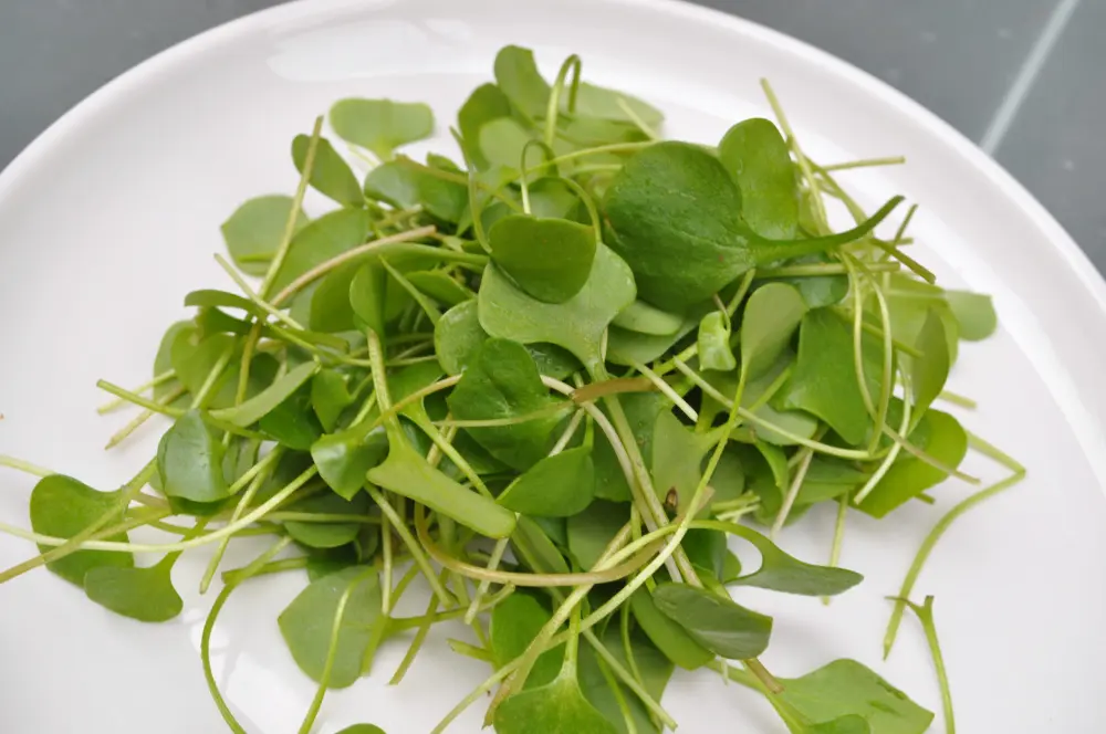 Feuilles fraîches claytone de Cuba forme ronde - pourpier hiver légume cru salade nutrition vitamine C