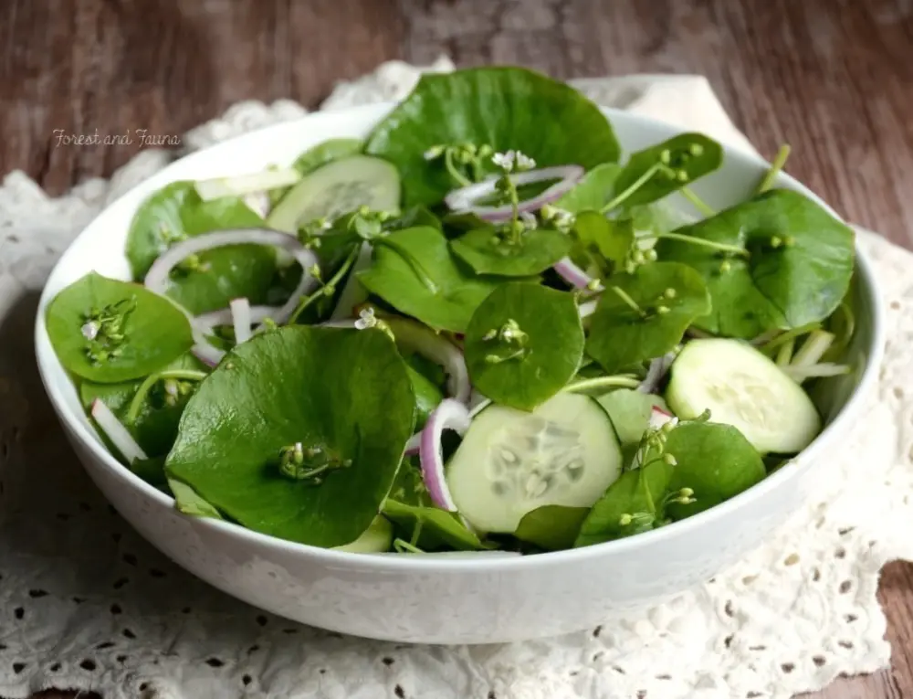 Salade claytone de Cuba concombre oignon - recette pourpier hiver légume frais feuilles comestibles
