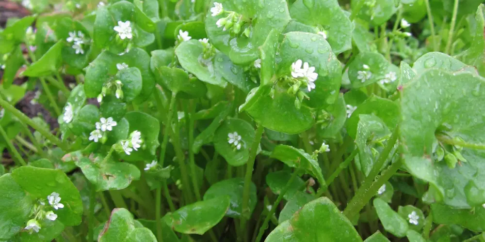 Claytone de Cuba en fleurs blanches - floraison pourpier hiver graines reproduction culture potager