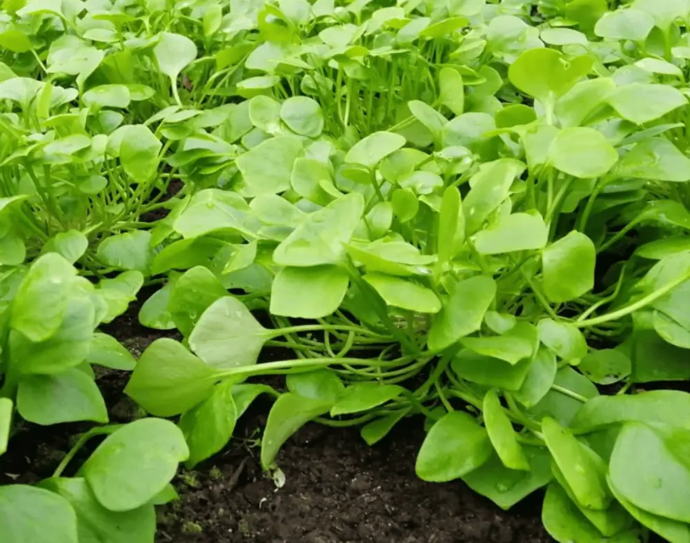 Culture claytone de Cuba au potager - plants semis pourpier hiver légume résistant froid jardinage bio