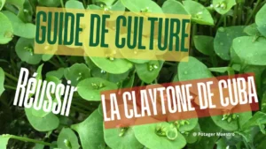 Guide culture claytone de Cuba réussir - semis entretien récolte pourpier hiver potager légume bio