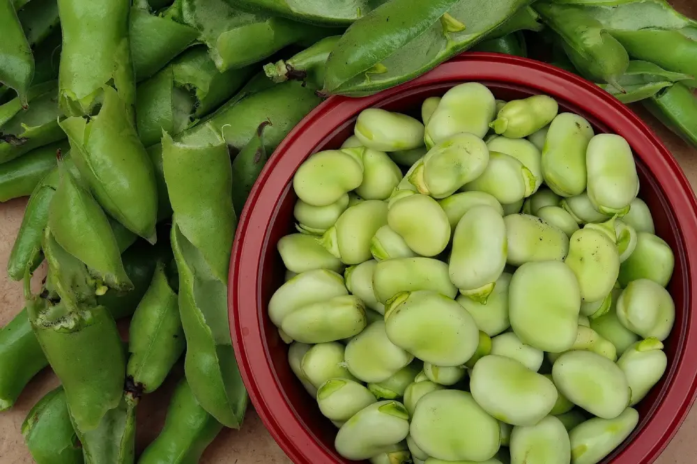 Fèves fraîches gousses vertes écossées bol rouge récolte potager bio