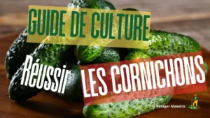 Guide de culture des cornichons potager maestro