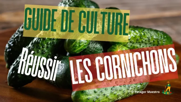 Guide de culture des cornichons potager maestro