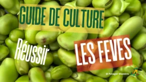 Guide culture fèves potager - réussir plantation légumineuses jardin bio