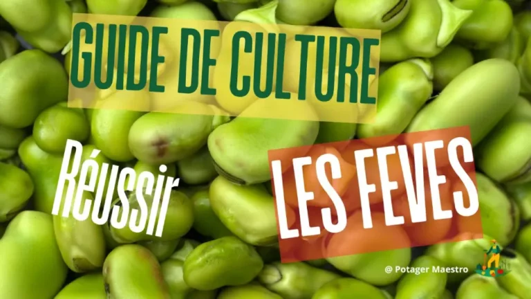Guide culture fèves potager - réussir plantation légumineuses jardin bio