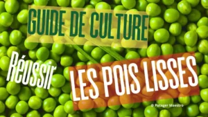 Guide culture pois lisses réussir semis plantation potager légumineuses