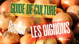 Guide culture oignons potager - réussir plantation et récolte oignons au jardin