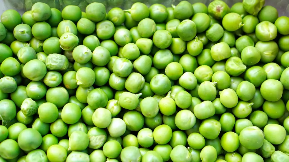 Petits pois lisses verts écossés frais récolte potager culture légumineuses