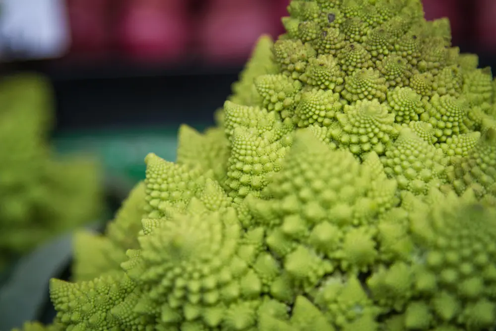 Chou romanesco spirale fractale géométrique - légume italien vert pyramidal structure mathématique nature