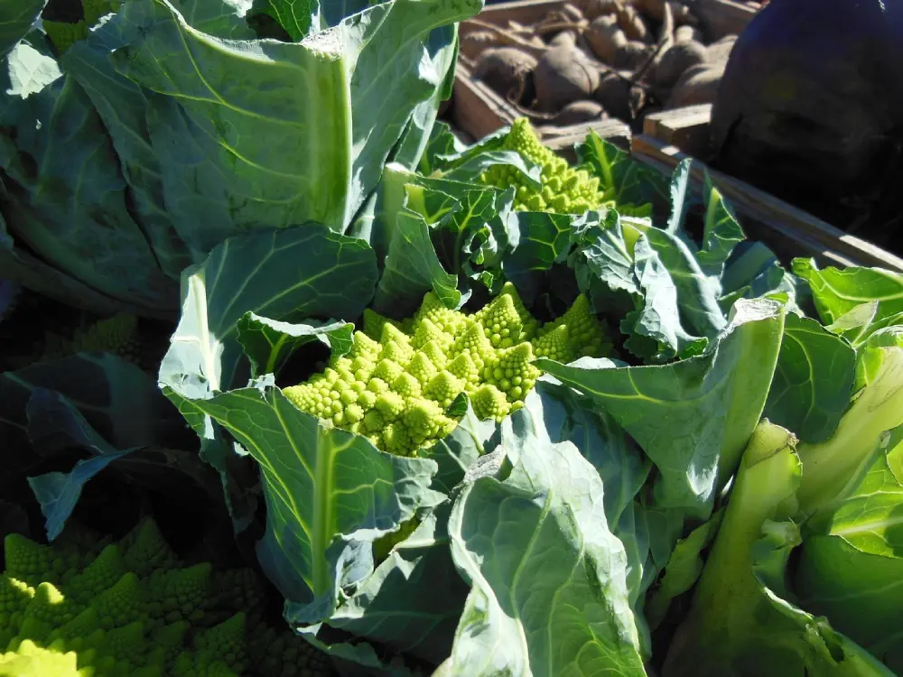 Jeunes plants chou romanesco formation - culture potager développement croissance feuilles vertes jardin