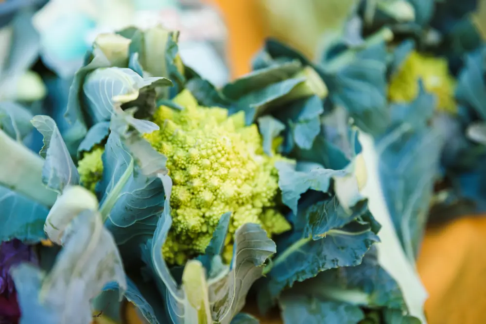 Chou romanesco culture jardin potager - plant mature prêt récolte légume bio croissance naturelle