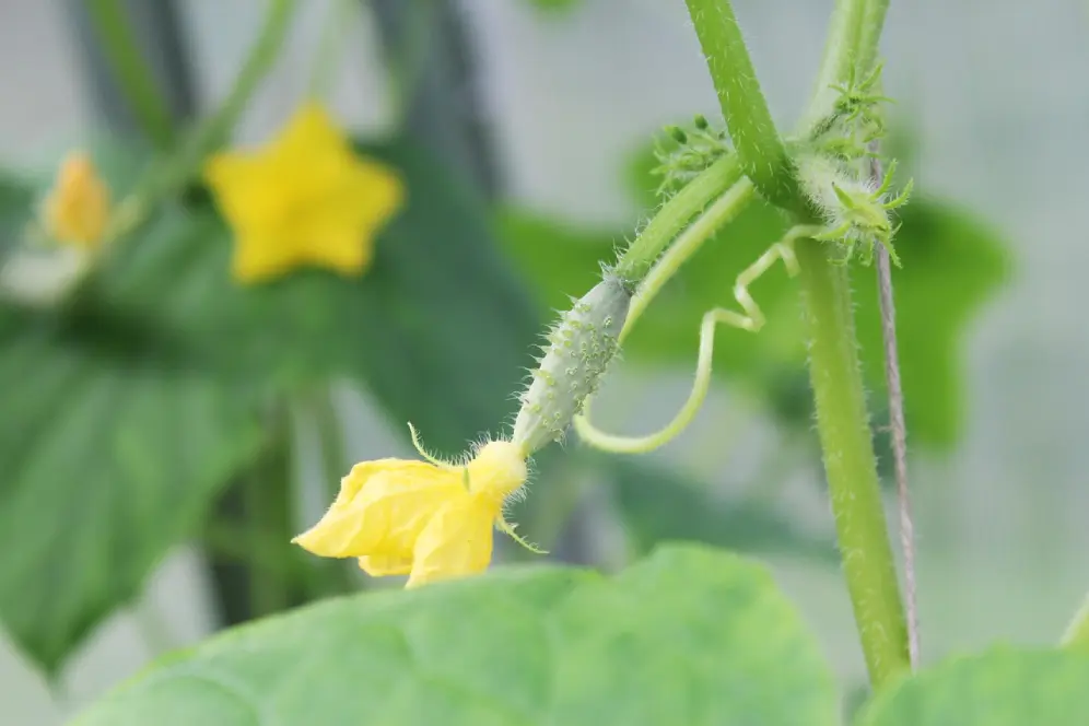 Fleur jaune cornichon vrille - floraison cucurbitacées jardinage potager plantation