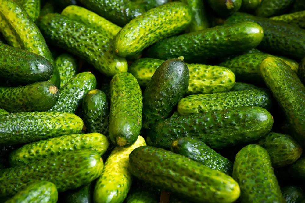 Récolte cornichons frais verts jardin - fruits cucumis sativus croquants à picots