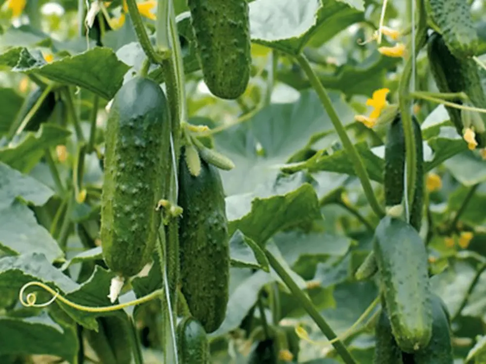 Plants cornichons jardin avec fleurs jaunes - culture cucumis sativus potager bio