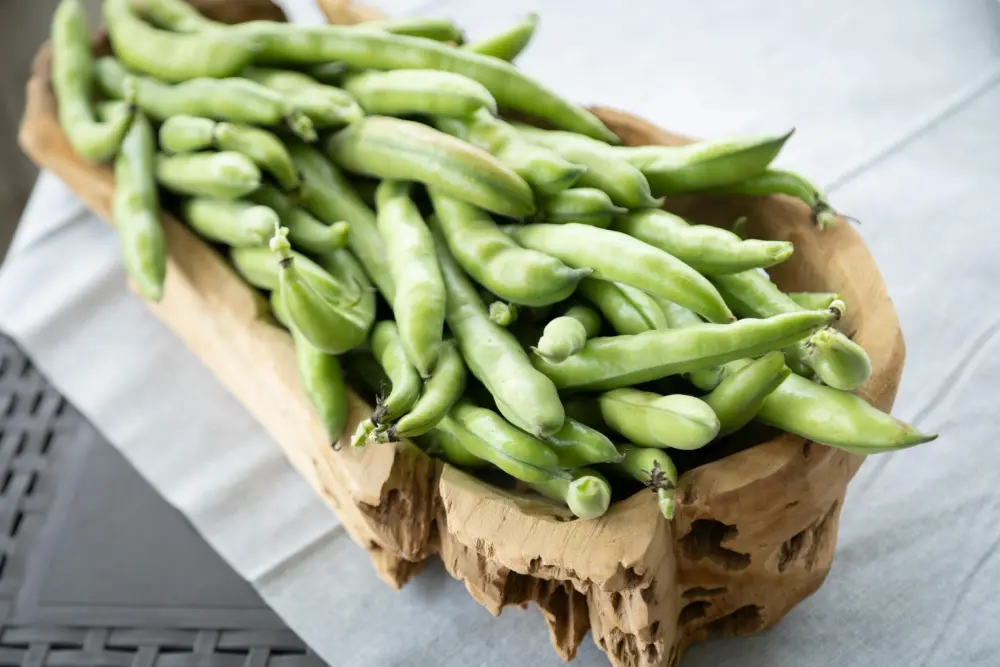 Panier bois gousses fèves vertes fraîches récolte potager jardinage bio