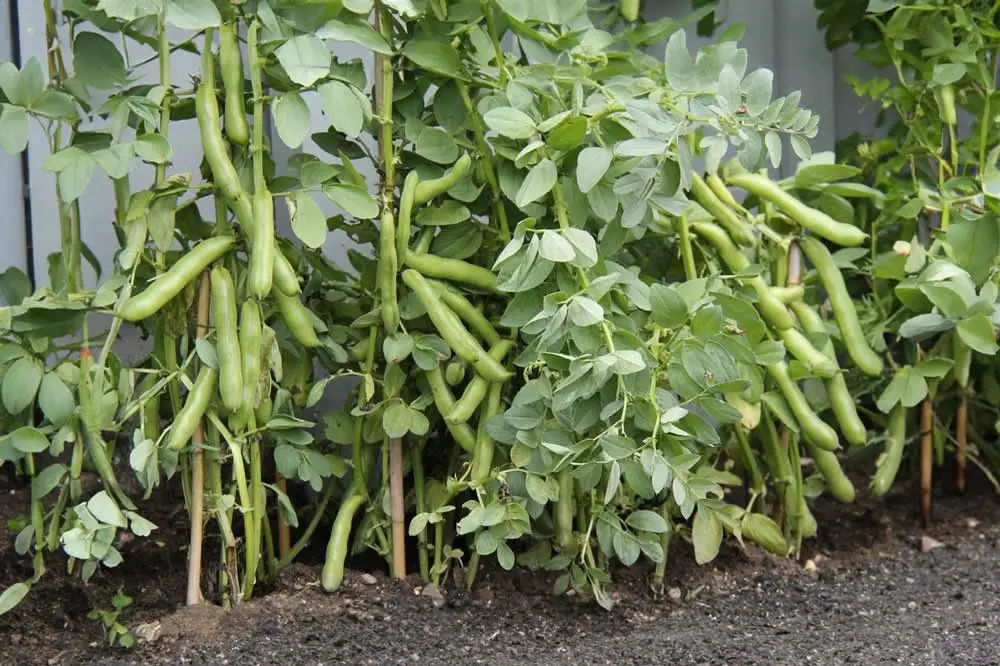Plants fèves gousses potager culture tuteurs jardinage légumineuse croissance