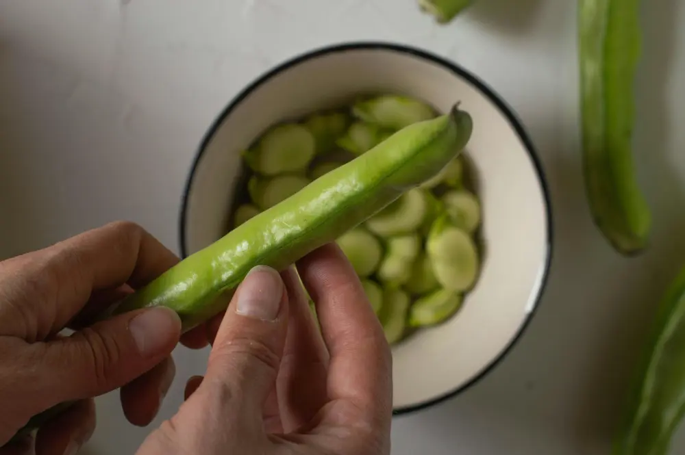 Écossage fèves fraîches main gousse ouverte graines vertes potager maison