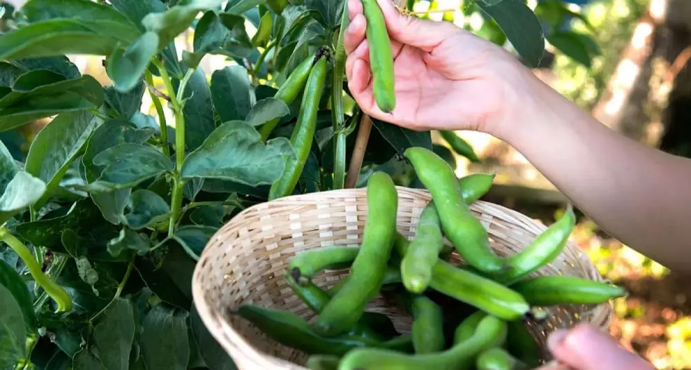 Récolte fèves panier osier main cueillette gousses vertes potager bio