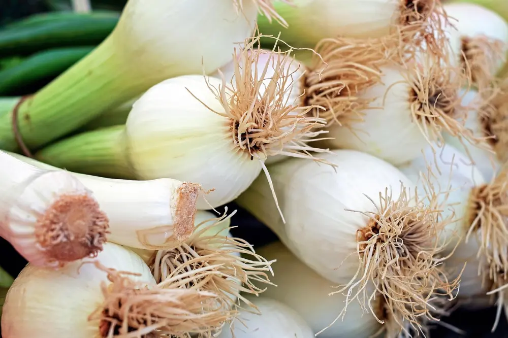 Oignons blancs frais récoltés avec racines - récolte oignons nouveaux du potager