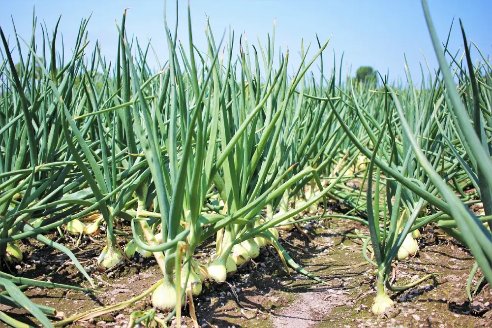 Culture oignons au potager - plants oignons en croissance avec feuillage vert en pleine terre